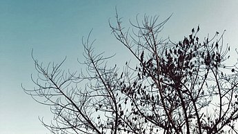 Foto eines Baumes dem die Blätter fehlen