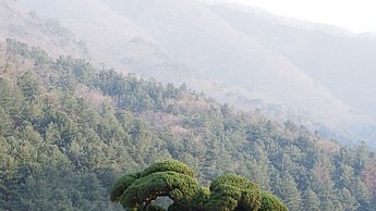 Ein Pfad mit Bäumen