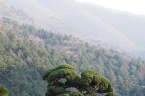 Ein Pfad mit Bäumen