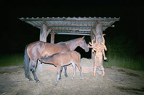 Person in Kostüm mit vielen Armen steht in der Nacht neben einem Pferd und seinem Fohlen