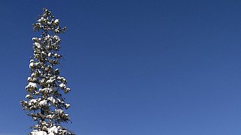 Foto einer komplett verschneiten Waldlandschaft