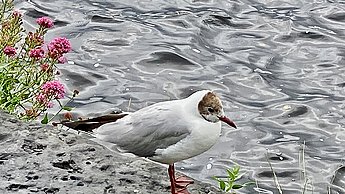 Möwe steht am Ufer