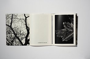 Arbeit von Corinna Baab, Visuelle Kommunikation 4. Semester: Die dendritische Form – eine künstlerische Auseinandersetzung