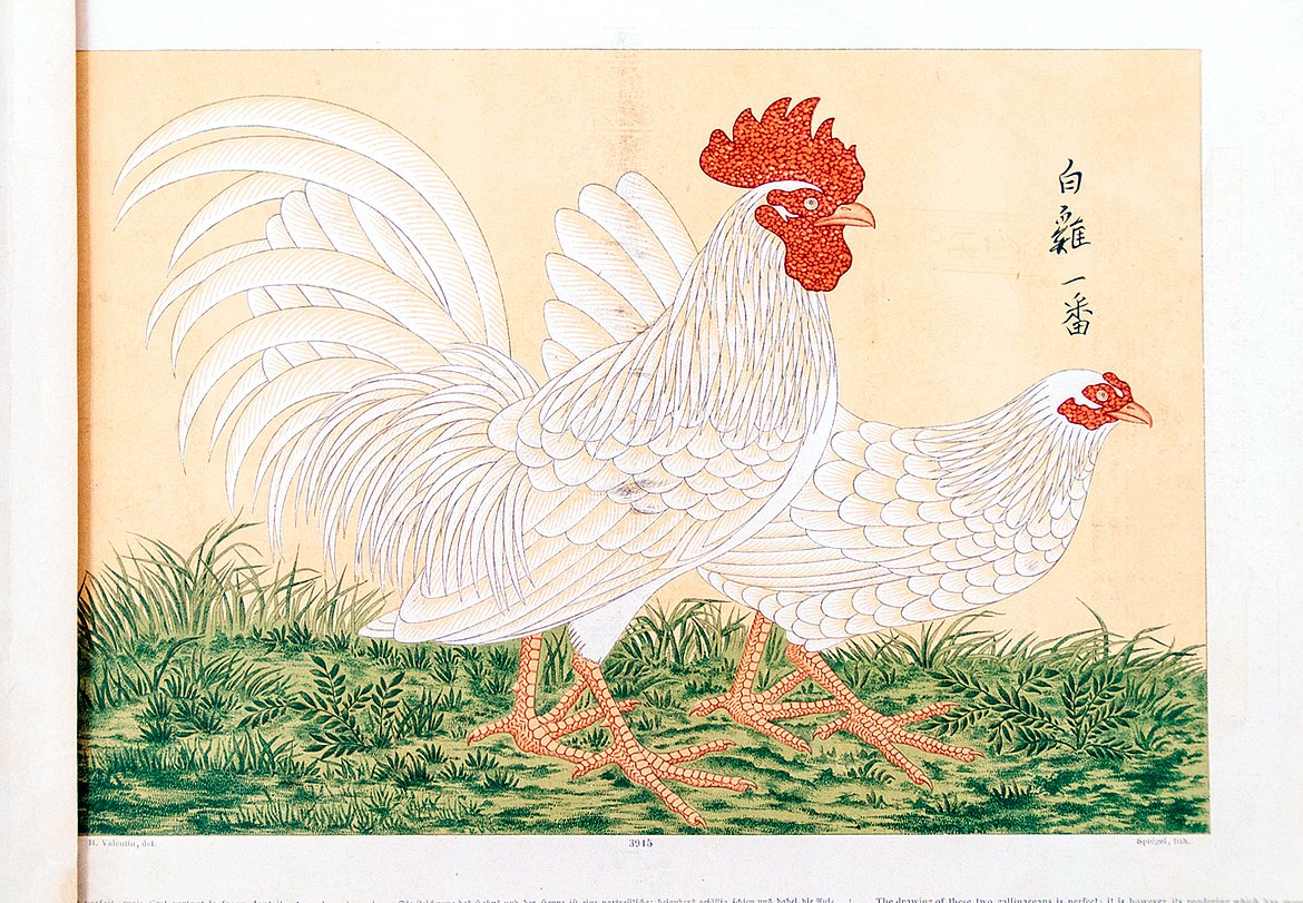 Grafische Darstellung zweier Hühner