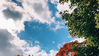 Bild von einem Park mit Bäumen