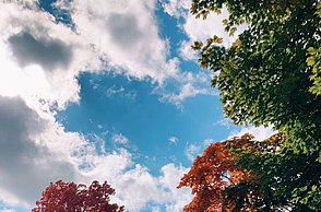 Bild von einem Park mit Bäumen