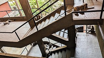 Affen sitzen auf den Treppen