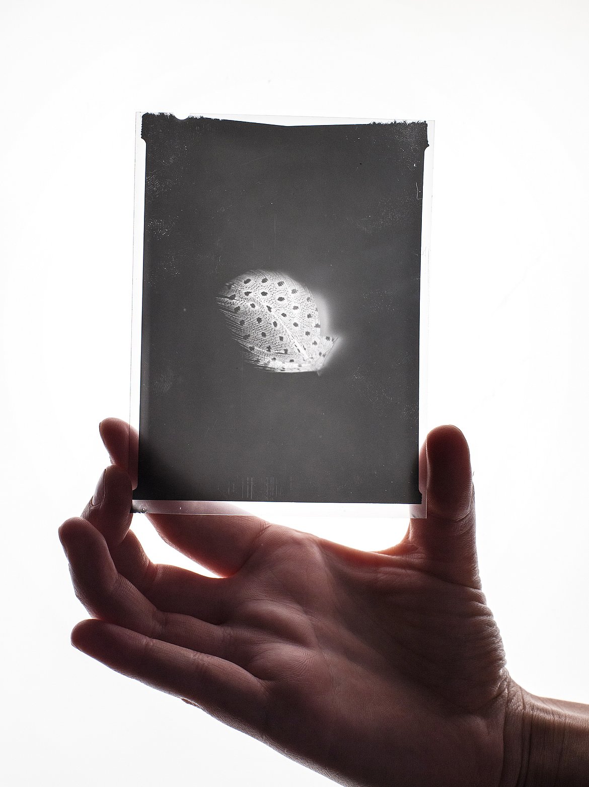 Hand hält Bildnegativ, das eine Feder zeigt