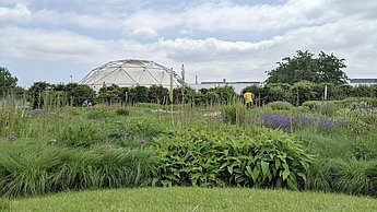 Bild eines Garten mit grüner Wiese