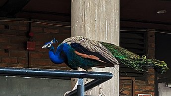 Ein Pfau der auf den Treppen sitzt