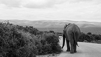 Ein Elefant auf der Straße