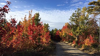 Waldweg im Herbst