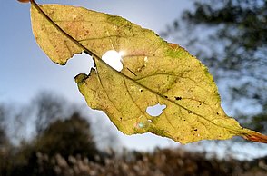Ein gelbes, angefressenes Blatt durch welches die Sonne scheint