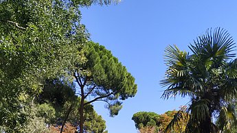 Foto eines Parks mit Bäumen und Gehweg