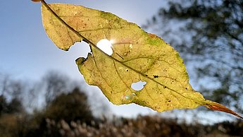 Ein gelbes, angefressenes Blatt durch welches die Sonne scheint