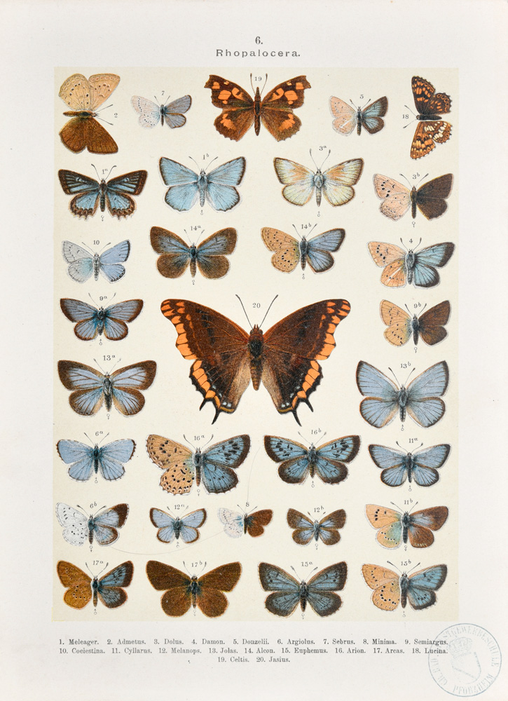 Musterblätter Schmetterlinge, Inv. Nr.: 672